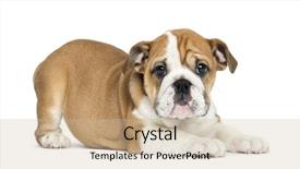  Presentation with english bulldog - Slide deck having english bulldog puppy lying background and a soft green colored foreground