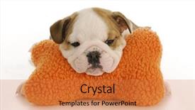  Presentation with puppy english cocker spaniel - Colorful theme enhanced with english bulldog puppy resting head backdrop and a coral colored foreground