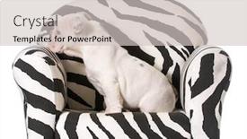  Presentation with english bulldog - PPT theme consisting of english bulldog puppy sitting on a chair on white background background and a light gray colored foreground