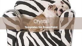  Presentation with english bulldog - Presentation theme having english bulldog puppy sitting on a chair on white background background and a coral colored foreground