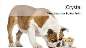  Presentation with english bulldog - Audience pleasing slide deck consisting of english bulldog puppy standing eating from a bowl full of biscuits 4 months old isolated on white backdrop and a white colored foreground