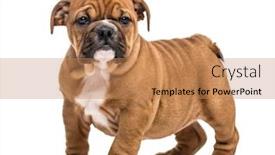  Presentation with english bulldog - PPT layouts enhanced with english-bulldog-puppy-standing-isolated background and a coral colored foreground