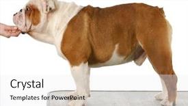  Presentation with grooming dog - Beautiful theme featuring english bulldog puppy standing backdrop and a white colored foreground