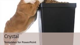  Presentation with english food - Cool new PPT theme with english bulldog puppy trying to sneak kibble out of dog food bin backdrop and a mint green colored foreground