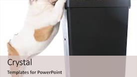  Presentation with english food - Cool new PPT theme with english bulldog puppy trying to sneak kibble out of dog food bin backdrop and a soft green colored foreground