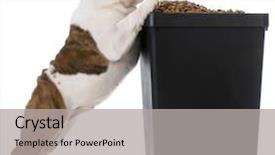  Presentation with english food - Audience pleasing slide deck consisting of english bulldog puppy trying to sneak kibble out of dog food bin backdrop and a light gray colored foreground