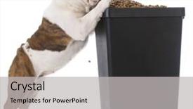  Presentation with english food - Presentation design having english bulldog puppy trying to sneak kibble out of dog food bin background and a light gray colored foreground