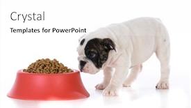  Presentation with english food - Amazing slide set having english bulldog puppy walking up to the food dish on white background backdrop and a white colored foreground