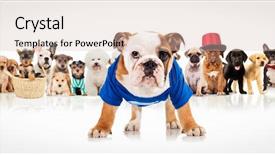  Presentation with english bulldog - Beautiful presentation featuring english bulldog puppy wearing blue backdrop and a lemonade colored foreground