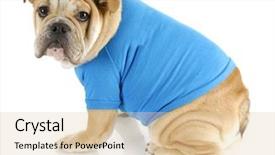  Presentation with english bulldog - PPT theme featuring english bulldog puppy wearing blue background and a lemonade colored foreground