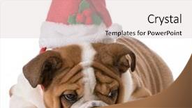  Presentation with english bulldog - Slide deck having positive thinking african-american man background and a light gray colored foreground