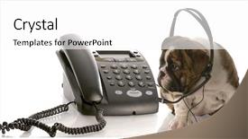  Presentation with puppy english cocker spaniel - PPT theme consisting of english bulldog puppy wearing headset background and a white colored foreground