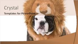  Presentation with english bulldog - Beautiful slide deck featuring english-bulldog-puppy-wearing-lion backdrop and a coral colored foreground