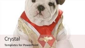  Presentation with english bulldog - Colorful PPT theme enhanced with english bulldog puppy wearing mans shirt and tie with reflection on white background backdrop and a coral colored foreground