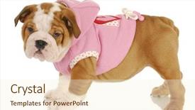  Presentation with old dog - Colorful slides enhanced with english bulldog puppy wearing pink backdrop and a cream colored foreground