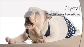  Presentation with english bulldog - Presentation theme with english bulldog puppy wearing polka dot bikini on white background background and a light gray colored foreground