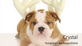  Presentation with antlers - Colorful slide deck enhanced with adorable english bulldog puppy wearing backdrop and a coral colored foreground