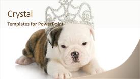  Presentation with princess - Slides enhanced with english bulldog puppy wearing tiara background and a sky blue colored foreground
