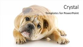  Presentation with english bulldog - Cool new theme with english bulldog puppy with cute expression laying down looking at viewer with reflection on white background backdrop and a white colored foreground