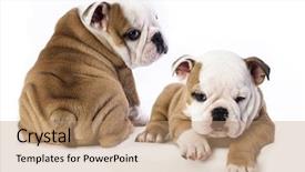  Presentation with english bulldog - PPT theme having english bulldog puppy background and a coral colored foreground