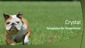  Presentation with english bulldog - Cool new presentation design with english bulldog running outside in the grass backdrop and a tawny brown colored foreground