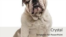  Presentation with english bulldog - Slide set enhanced with english bulldog sitting and looking background and a mint green colored foreground