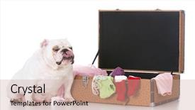  Presentation with english bulldog - Amazing slide deck having english bulldog sitting beside packed suitcase on white background backdrop and a coral colored foreground