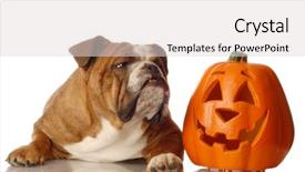  Presentation with english bulldog - Theme with beside a festive halloween pumpkin background and a light gray colored foreground