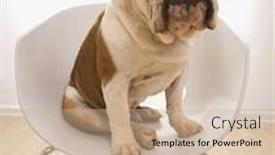  Presentation with english bulldog - Audience pleasing presentation theme consisting of english-bulldog-sitting-in-modern backdrop and a coral colored foreground