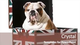  Presentation with english bulldog - Audience pleasing PPT layouts consisting of english bulldog sitting inside backdrop and a violet colored foreground