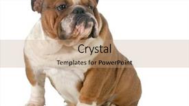  Presentation with english bulldog - Slide deck enhanced with english bulldog sitting looking background and a coral colored foreground
