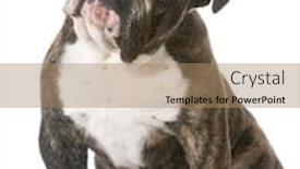  Presentation with english bulldog - PPT layouts consisting of pink marble texture background surface blank for design background and a pink colored foreground