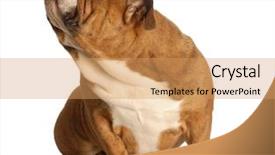  Presentation with english bulldog - Colorful PPT layouts enhanced with english bulldog sitting on floor backdrop and a  colored foreground