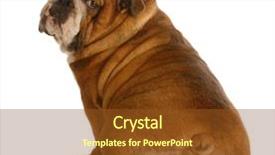  Presentation with spoken english - Presentation enhanced with english bulldog sitting with back background and a tawny brown colored foreground