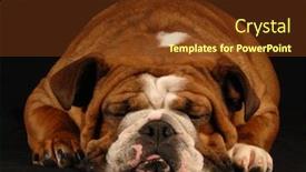  Presentation with english bulldog - Presentation with english bulldog sleeping on a black background background and a tawny brown colored foreground