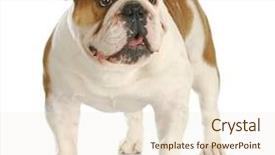  Presentation with english bulldog - Presentation theme with english bulldog standing looking up background and a lemonade colored foreground