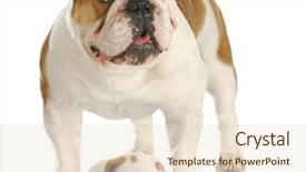 Presentation with english bulldog - Cool new PPT theme with english bulldog standing with puppy backdrop and a lemonade colored foreground