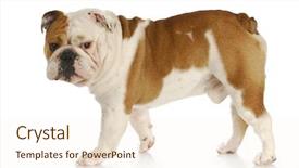  Presentation with english bulldog - Amazing theme having two crowned cranes feeding among the pink wild flowers on liuwa plains zambia africa backdrop and a coral colored foreground