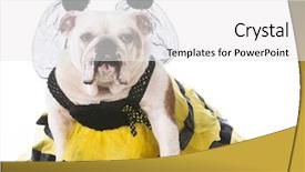  Presentation with bee - Theme enhanced with english bulldog wearing a bee background and a white colored foreground