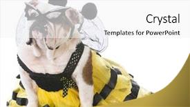  Presentation with spanish and english - Cool new presentation theme with english bulldog wearing a bee backdrop and a white colored foreground
