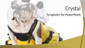  Presentation with spoken english - PPT layouts having english bulldog wearing a bee background and a white colored foreground