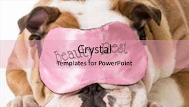  Presentation with sleeping beauty - Cool new slide deck with english bulldog wearing beauty rest sleeping mask backdrop and a coral colored foreground
