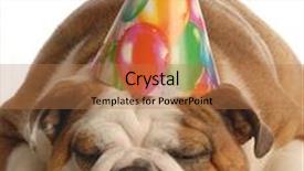  Presentation with birthday party - Cool new PPT theme with english bulldog wearing birthday party hat isolated on white background backdrop and a coral colored foreground