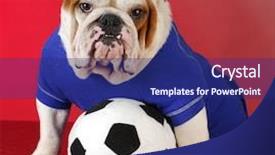  Presentation with english bulldog - Cool new presentation design with english bulldog wearing blue shirt backdrop and a navy blue colored foreground