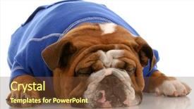  Presentation with oktoberfest bavarian white and blue - Theme consisting of english bulldog wearing blue sweater background and a  colored foreground