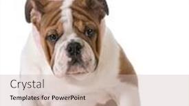  Presentation with english bulldog - PPT layouts with english bulldog wearing bunny ears background and a soft green colored foreground