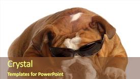  Presentation with spoken english - Beautiful presentation theme featuring english bulldog wearing dark sunglasses backdrop and a  colored foreground