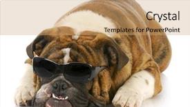  Presentation with english history - Presentation theme having english bulldog wearing dark sunglasses background and a coral colored foreground