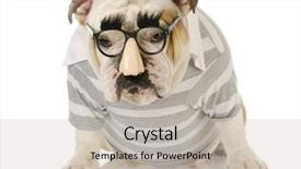  Presentation with english bulldog - Beautiful PPT theme featuring english bulldog wearing groucho marx backdrop and a soft green colored foreground
