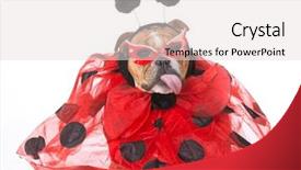  Presentation with ladybug - Theme with english bulldog wearing ladybug costume on white background background and a light gray colored foreground